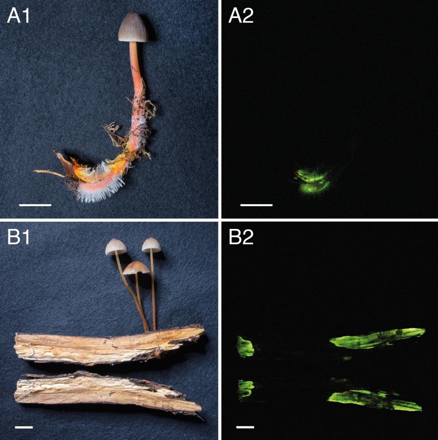 Mycena crocata im Licht (links) und in der Dunkelheit (rechts). Die Biolumineszenz des Myzels lässt das Holz leuchten.