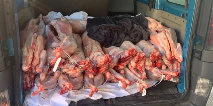 Zollbeamte fanden in einem Transporter 22 geschlachtete Lämmer. Fleischschmuggler