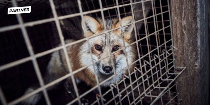 Partner - Tierleid ohne Grenzen: Die traurige Wahrheit über Pelz