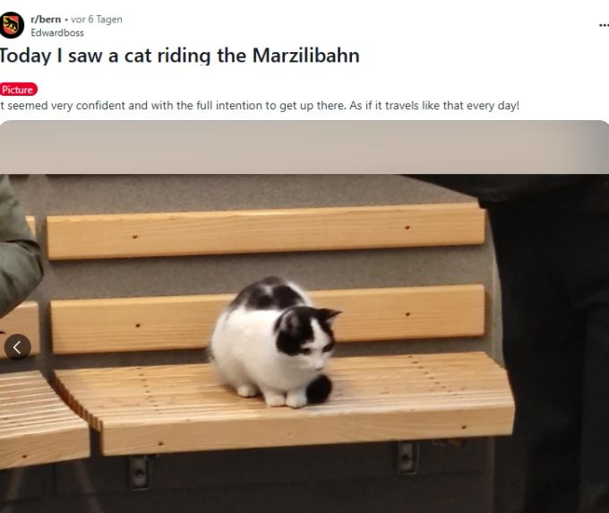 Ein ungewöhnlicher Fahrgast sorgte kürzlich in Bern für Aufsehen. Eine Katze nutzte die Marzilibahn als Transportmittel. Marzilibahn