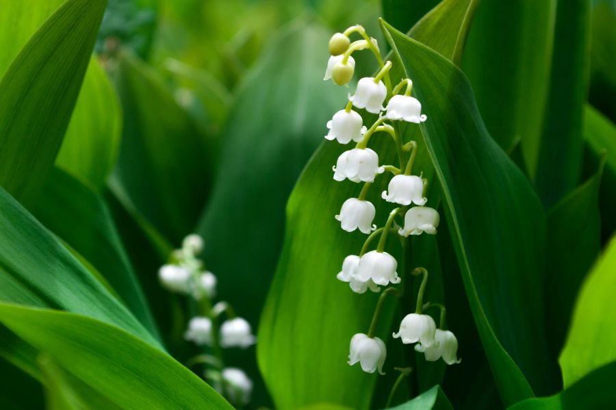 Bilden sich in schattigen Wäldern keine Blüten aus, können sie – und Maiglöckchen – eine grosse Gefahr für Nichtkenner bergen. Auf diesem Bild zu sehen: Maiglöckchen.