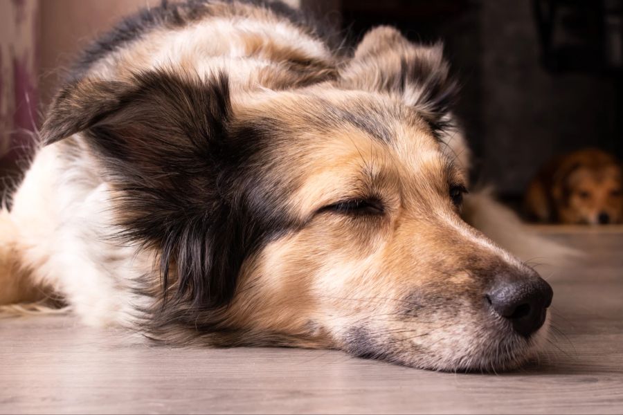 Sowohl Trägheit als auch Probleme mit dem Stuhl deuten als Symptom auf Verstopfung beim Hund hin.