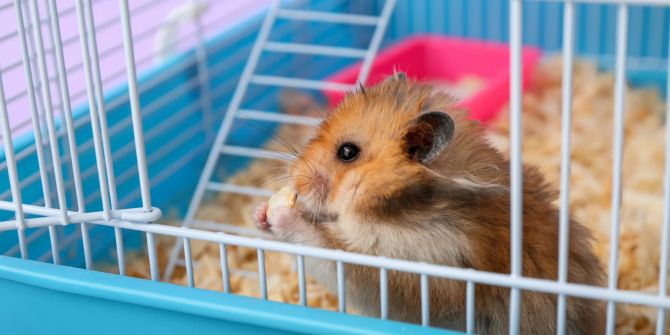 Hamster im Käfig frisst Snack