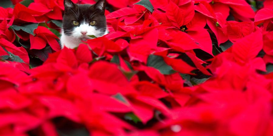 Der Weihnachtsstern ist für Hunde, Katzen und Vögel giftig. Der milchige Pflanzensaft kann bei Tieren Erbrechen, Zittern und sogar Muskelkrämpfe auslösen.