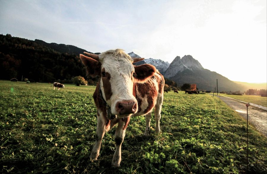 Kuh steht auf Feld.