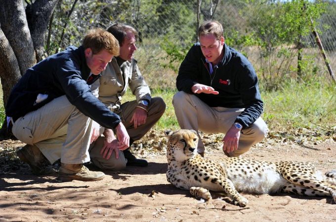 Prinz William mit seinem Bruder Harry 2010 mit einem Geparden im Mokolodi-Naturschutzgebiet in der Nähe von Gaborone, Botswana. Prinz Harry Prinz William