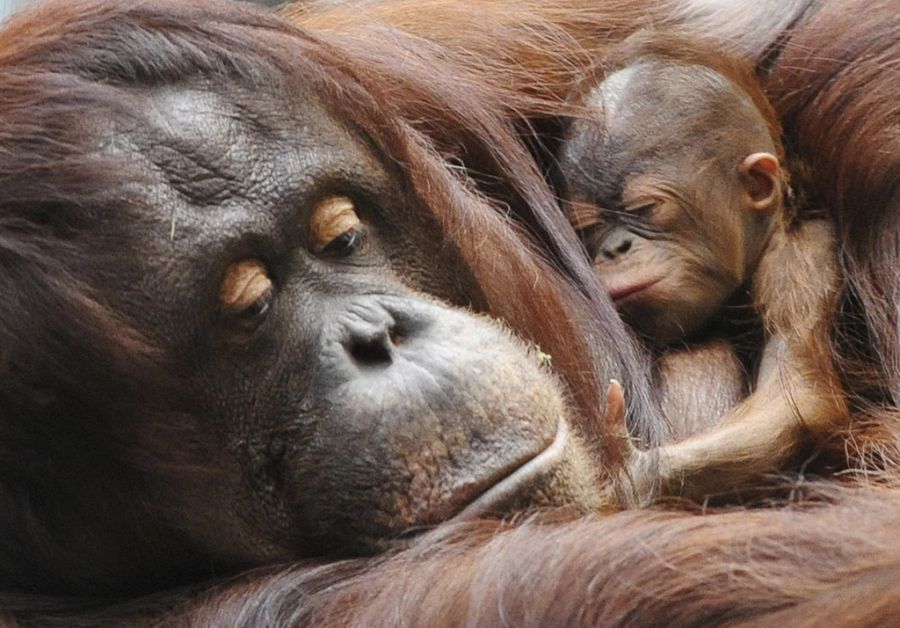 orang-utan mit baby