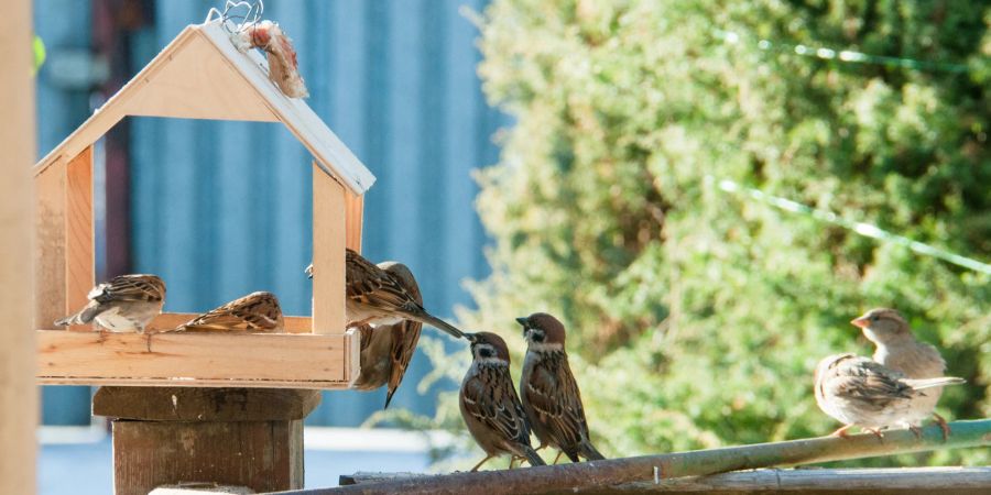 Vögel am Futterhäuschen