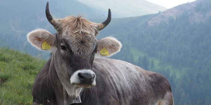 Partner - Weidetiere: Die unsichtbaren Helden unseres Ökosystems