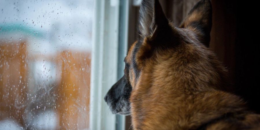 Hund am Fenster