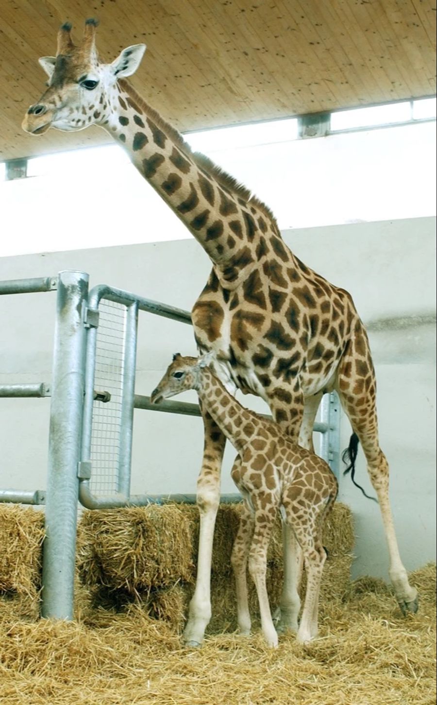 Knies Kinderzoo Giraffe