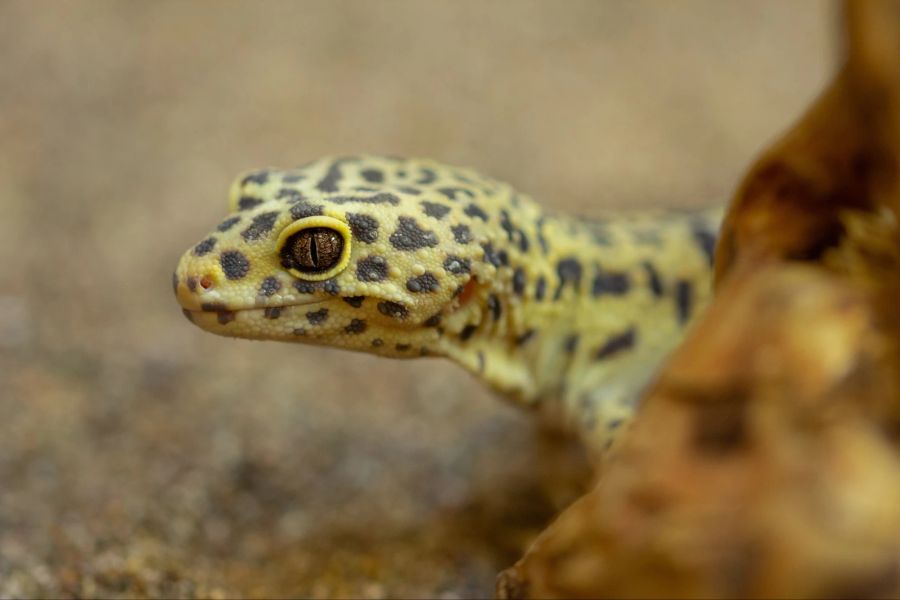 Leopardengecko