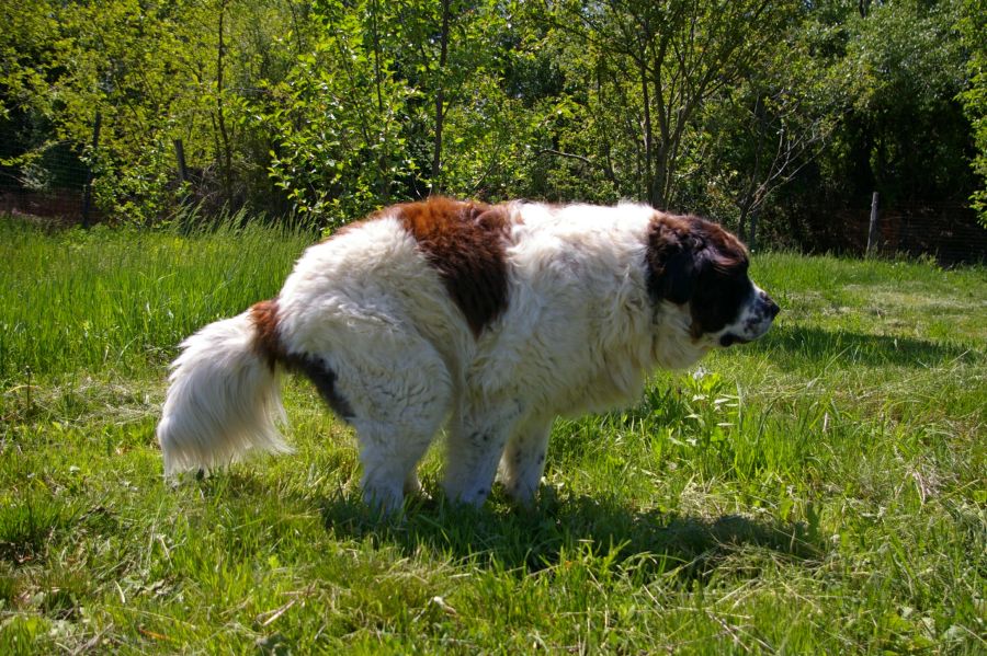 Auch für den Hund: Verstopfung ist unangenehm und kann verschiedene Ursachen haben.