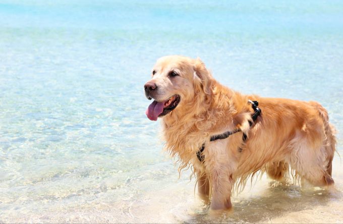 Golden Retriever und Labradore sind besonders häufig betroffen – da sie so gerne schwimmen. Goldener Labrador Retriever im türkisfarbenen Meer