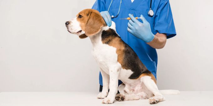 Ein Mikrochip ist unverzichtbar, um Ihren geliebten Vierbeiner jederzeit eindeutig identifizieren zu können. Tierarzt gibt Hund Spritze mit Chip