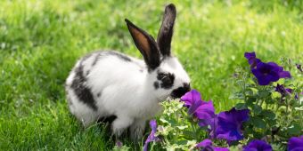 Kaninchen mit Blume
