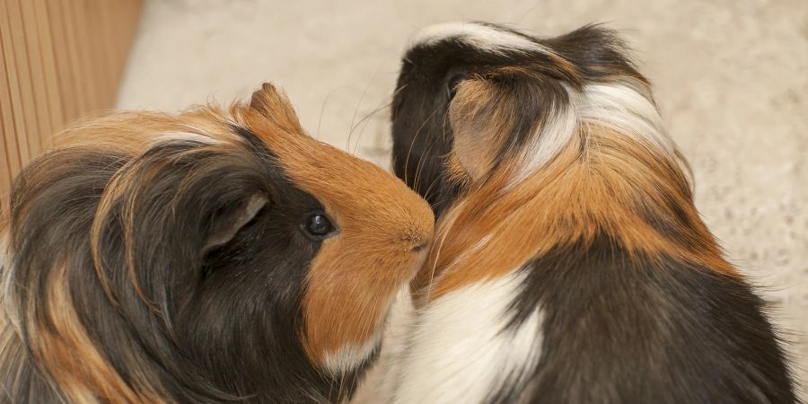 Meerschweinchen beschnuppern sich