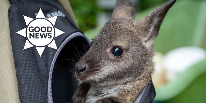 Rettung - Tierpfleger trägt Känguru-Baby drei Monate im Rucksack
