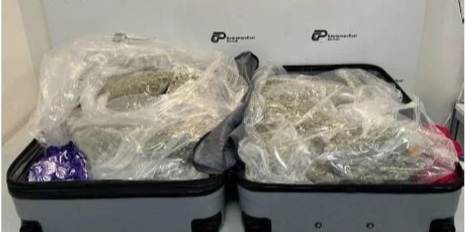 13 Kilogramm Marihuana sichergestellt. Marihuana sichergestellt.