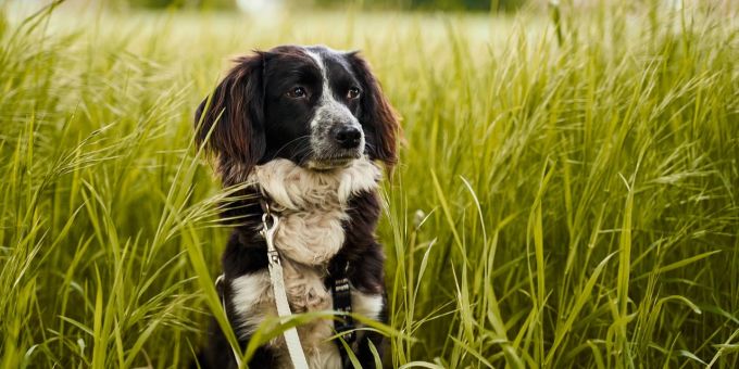Gefahr - Wegen Hundehaufen: Mehr Polizeipräsenz an Zürcher Goldküste