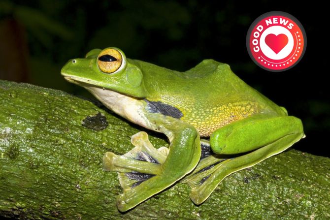 drei neue Froscharten Peru