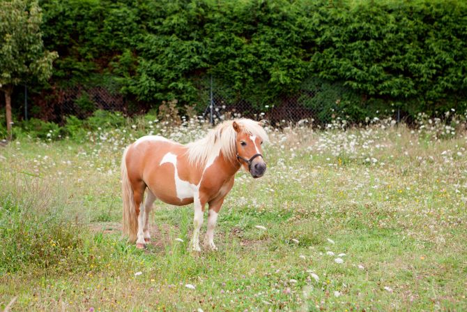 Pony