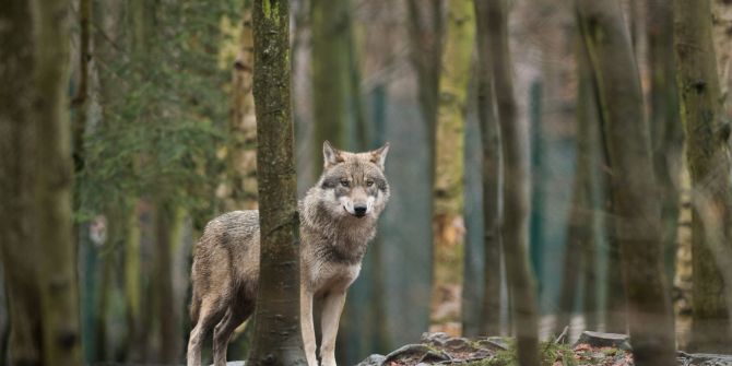 Wolf