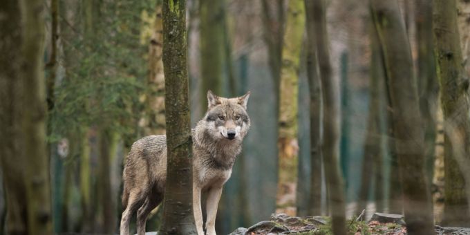 Das EU-Parlament hat für die Herabsenkung des Wolf-Schutzstatus gestimmt. (Archivbild) Wolf