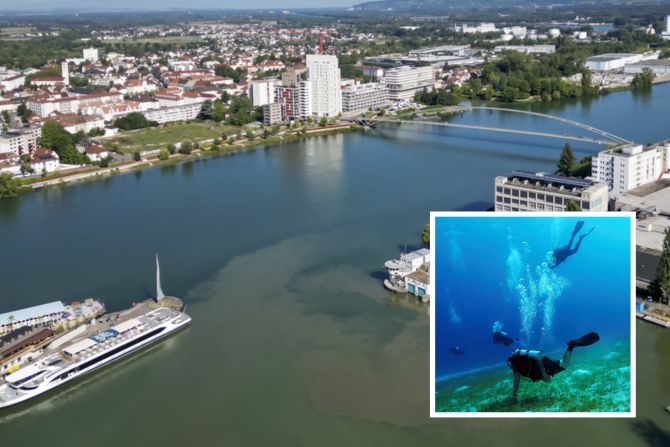 Rhein Basel Wasserpflanzen Taucher