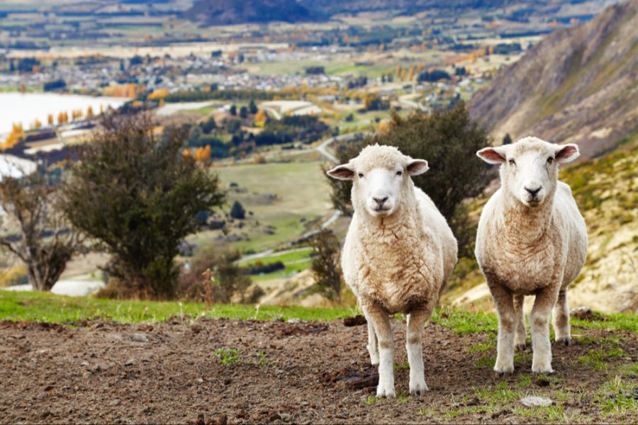 schafe neuseeland zahlen