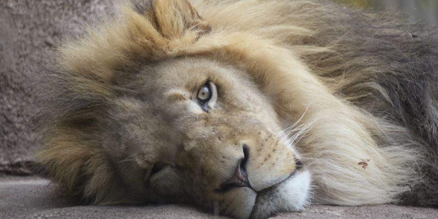 Löwe liegt auf Seite
