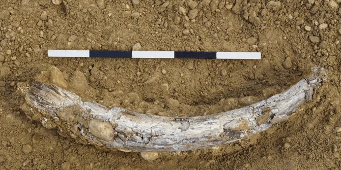 Mammut-Stosszahn Bauarbeiten Muttenz gefunden