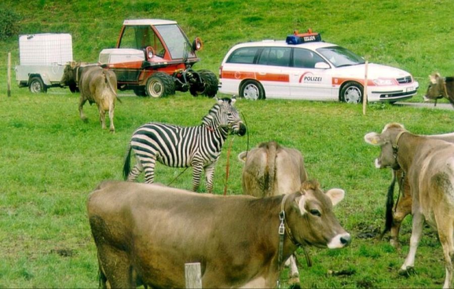Auch in Bad Schauenburg bei Liestal kam es in der Vergangenheit schon zu einer Zebra-Zoo-Flucht mit Polizeieinsatz. (Archivbild)