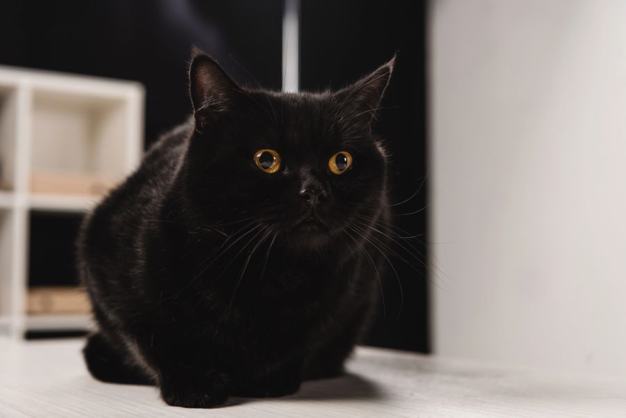 katze nachtaktiv
