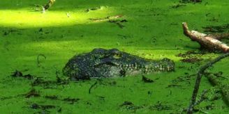 Scherzartikel - Krokodil-Attrappe sorgt am Bodensee für Aufregung