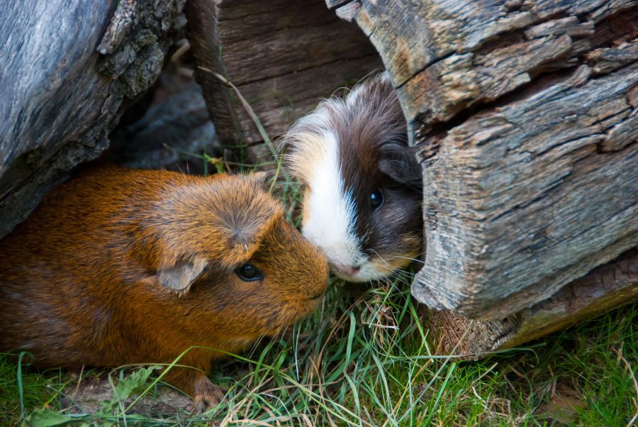 meerschweinchen kämpfen