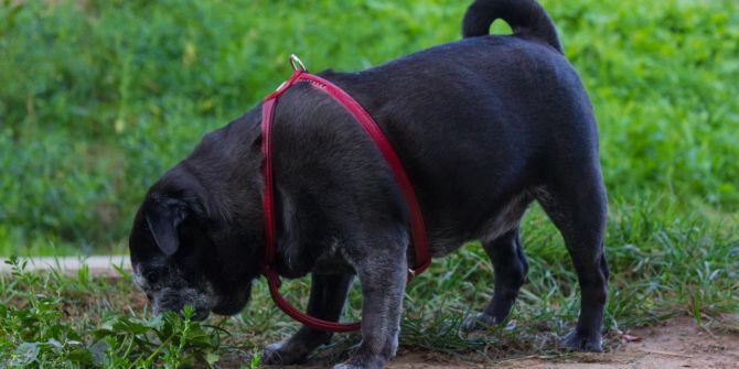 Hund, Gras