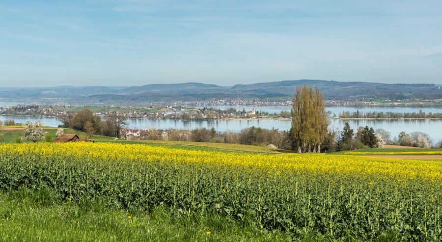 Bodensee, Thurgau