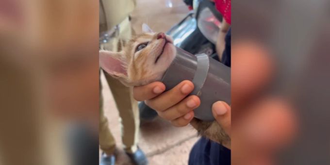 Das Kätzchen steckte in einem Rohr fest. Katze Good News