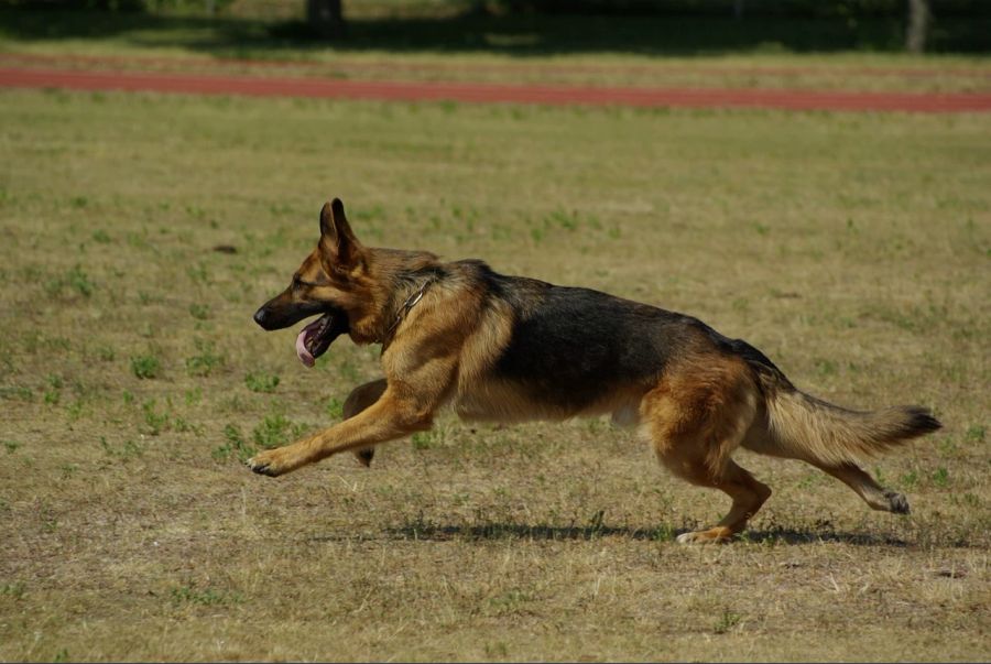 Deutscher Schäferhund