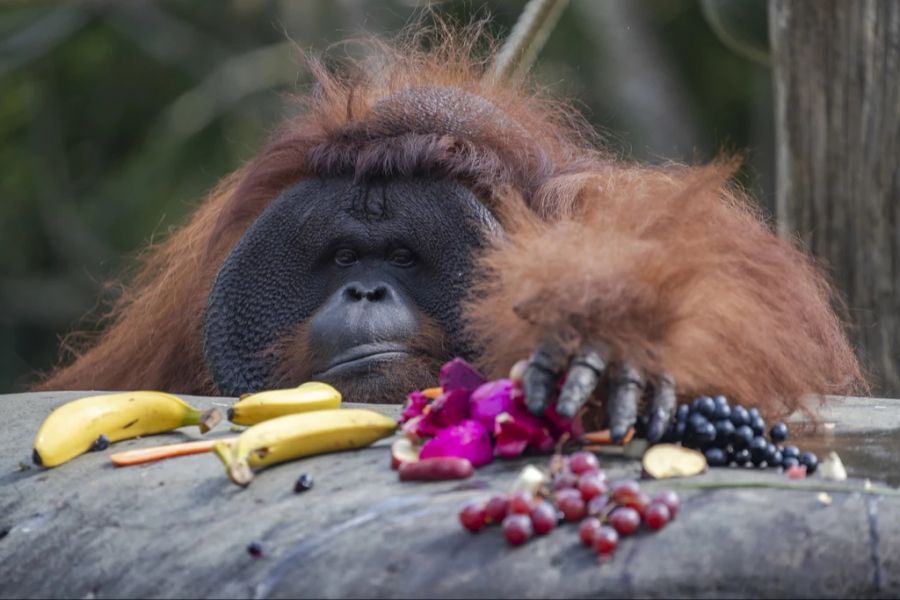 borneo-orang-utan baby geboren