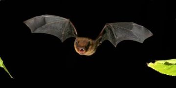 Fledermaus
