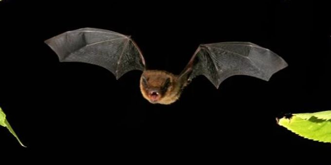 Braunes Langohr (Plecotus auritus) im Flug. Fledermaus
