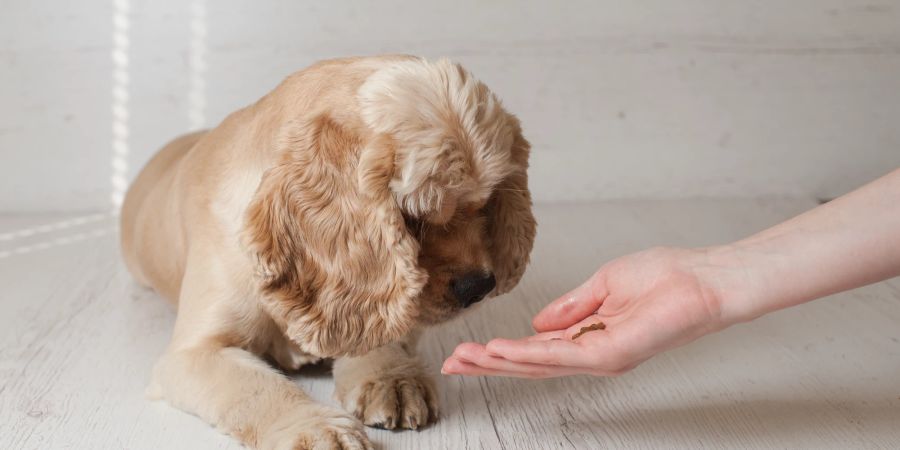 Hand mit Essen, Snack für Hund