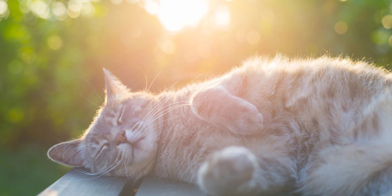 Warum Sind Katzen Sonnenanbeter Nau Tiere warum-sind-katzen-sonnenanbeter-nau-tiere