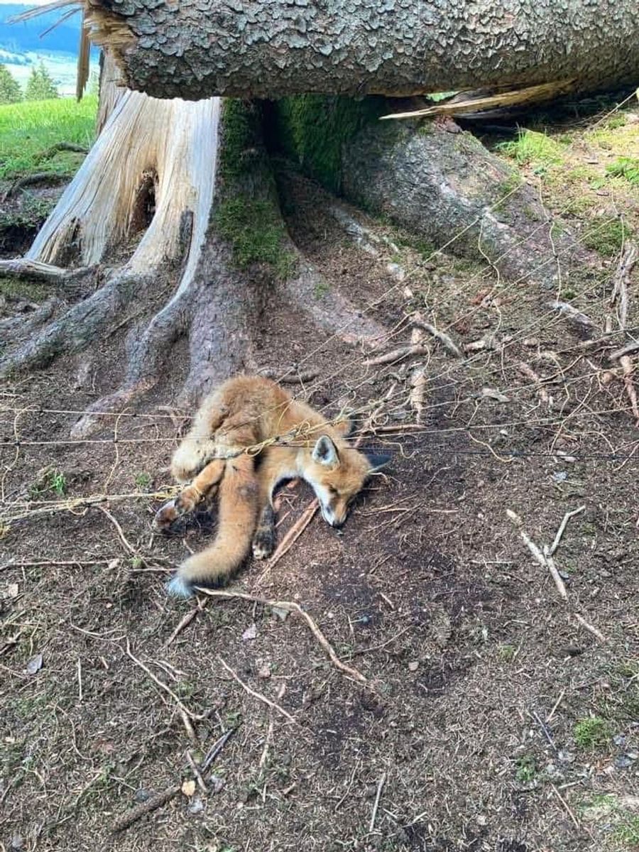 Fuchs Wildzaun