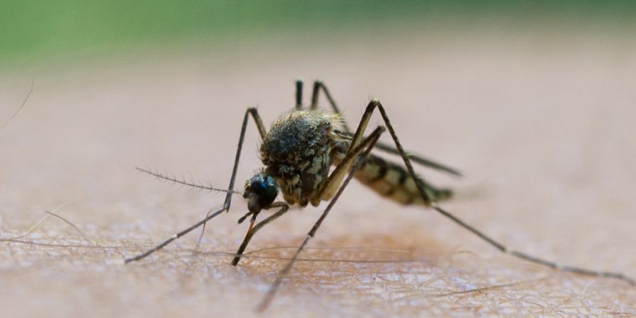 Das Siedlungsgebiet der Überträgermücken vom Dengue-Virus breitet sich immer weiter aus. (Themenbild)