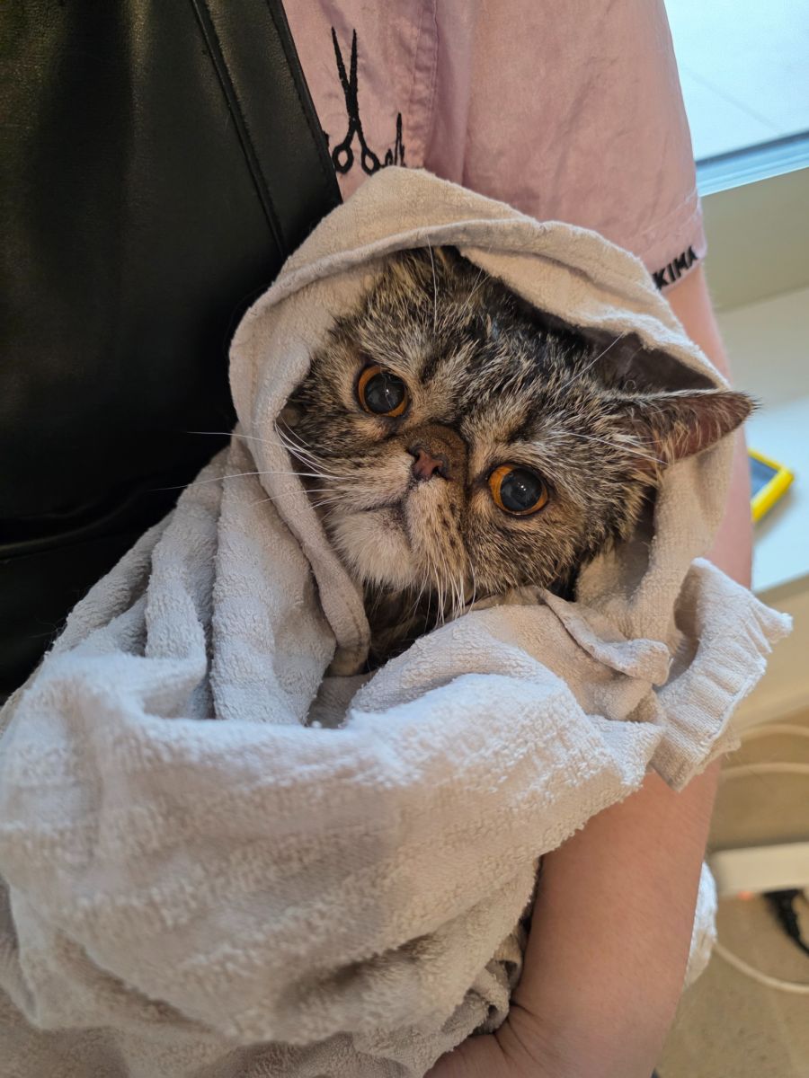 Das volle Pflegeprogramm für Katzen kostet bis zu 230 Franken.
