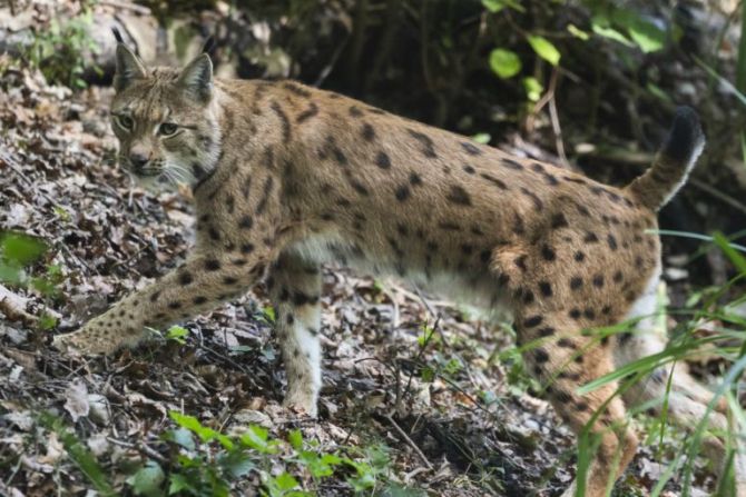 Luchs