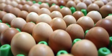 Eier